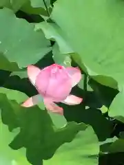 丹生大師 神宮寺の自然