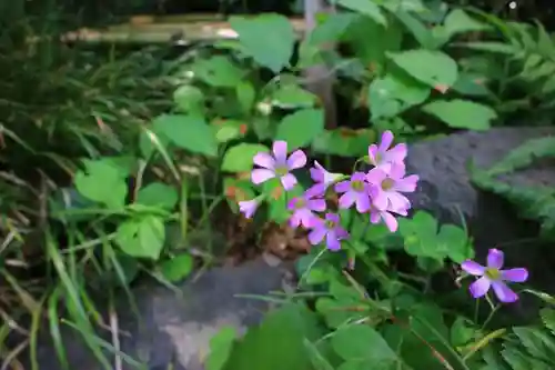 芝東照宮の自然