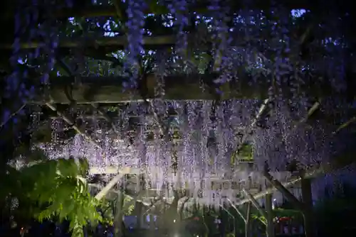 亀戸天神社(東京都)