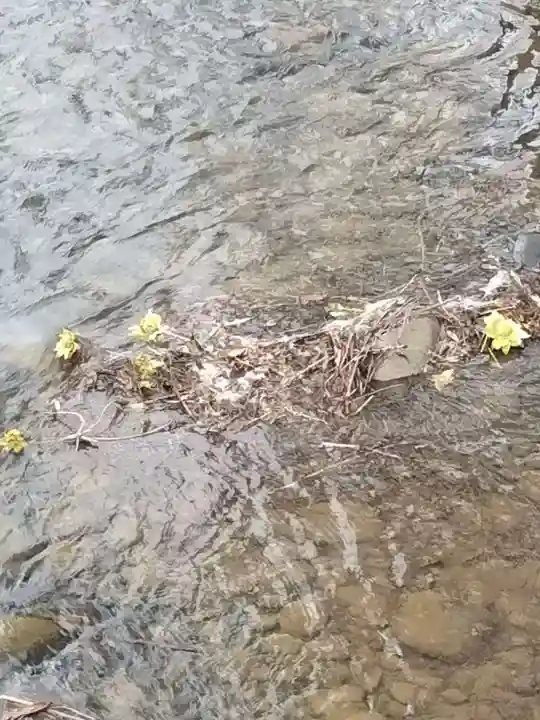 札幌護國神社の自然