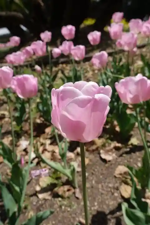 半木神社(賀茂別雷神社境外末社)の自然