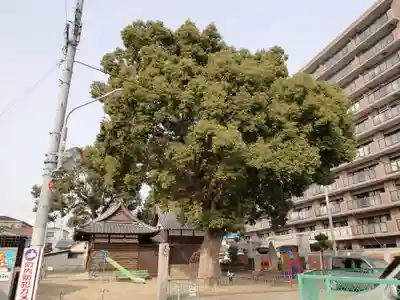 大津神社の自然