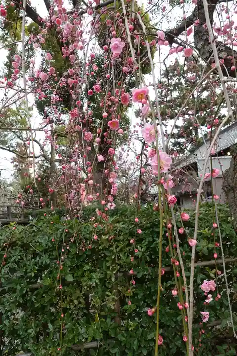 北野天満宮の自然