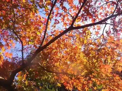 鶴岡八幡宮の自然