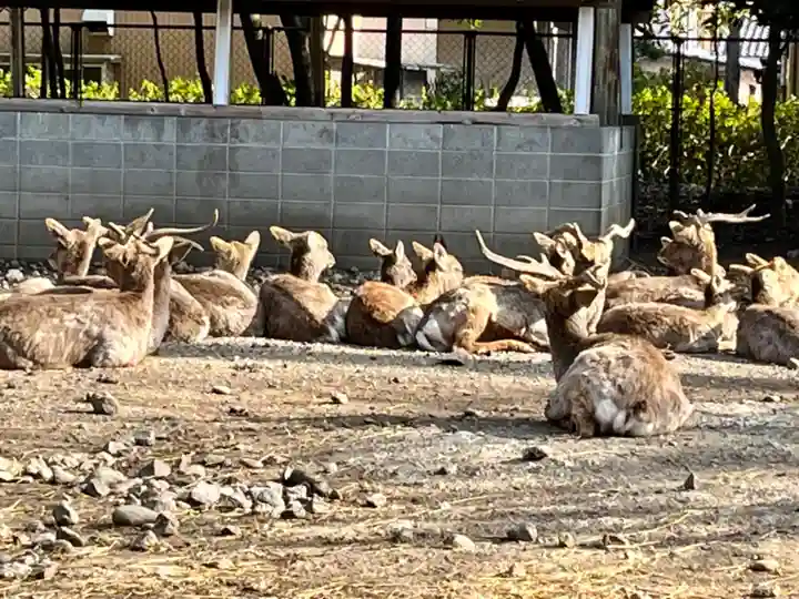 三嶋大社の動物