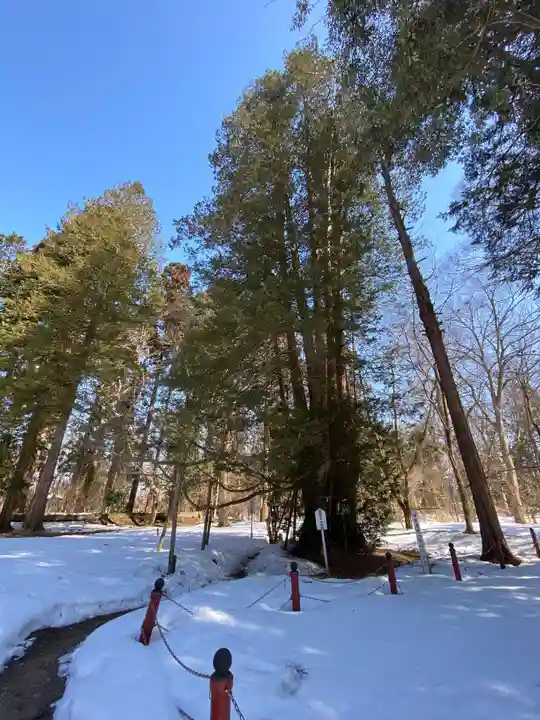 伊佐須美神社の自然