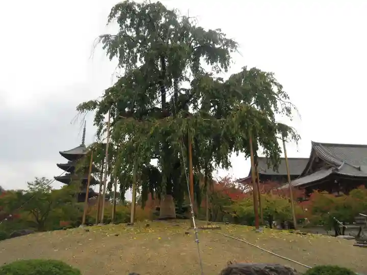 東寺(教王護国寺)の周辺