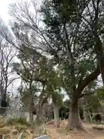 上野大佛の自然