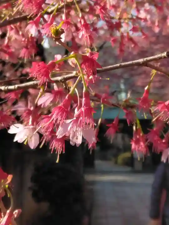 寿福寺(東京都)