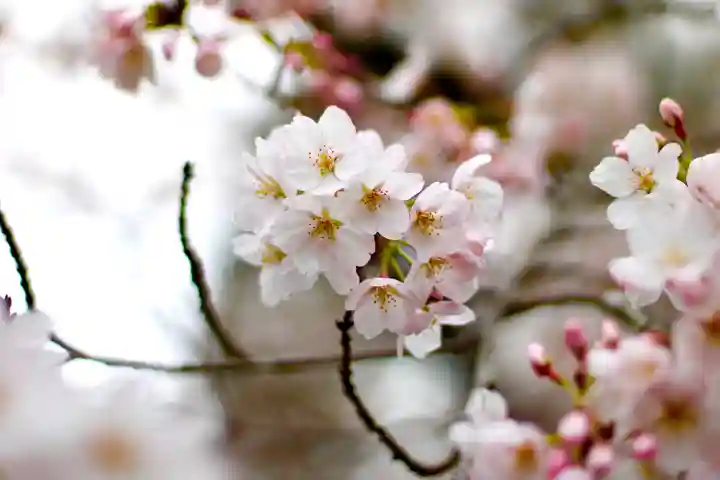 園城寺(三井寺)(滋賀県)
