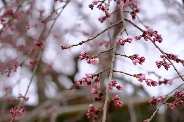 金剛寺(大阪府)