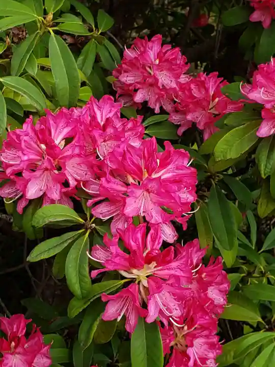 福蔵院(東京都)