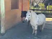 五方山熊野神社(東京都)