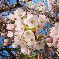 壽徳寺 じゅとくじの自然