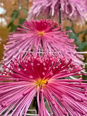 高幡不動尊　金剛寺(東京都)
