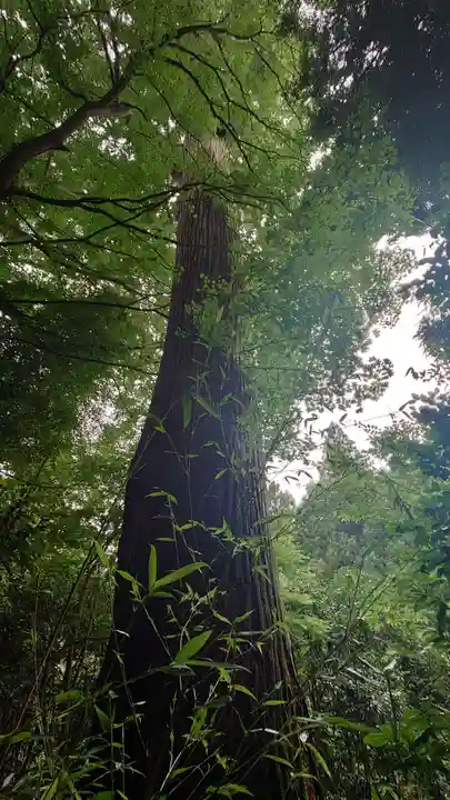 赤井嶽薬師 常福寺の自然