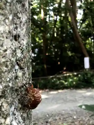 皇宮神社（宮崎神宮摂社）の動物