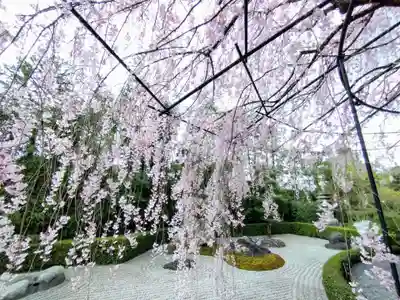 退蔵院(京都府)
