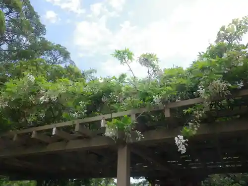 鶴岡八幡宮の自然