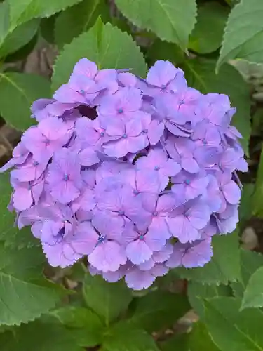 白山神社(東京都)