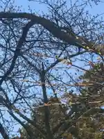 正一位 若草稲荷神社の自然