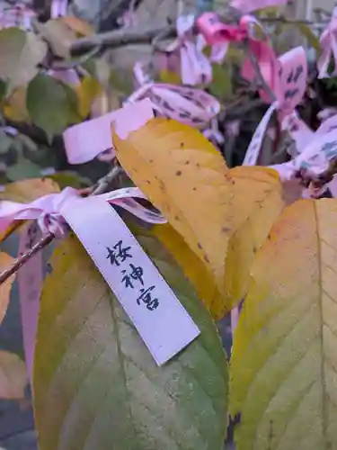 桜神宮(東京都)