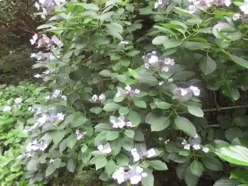 安國論寺（安国論寺）の自然