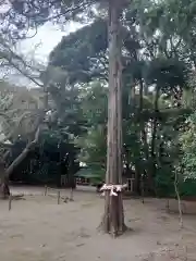 常陸第三宮　吉田神社の自然