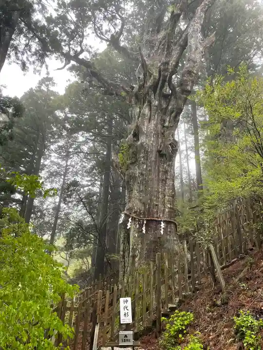 玉置神社の自然