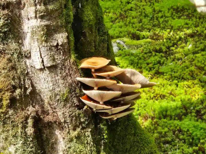 慈照寺(慈照禅寺・銀閣寺)(京都府)