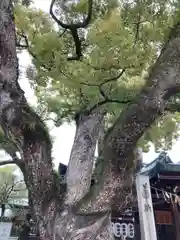 石切劔箭神社(大阪府)