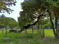 櫻岡大神宮の自然