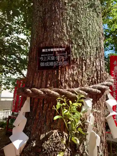遠江分器稲荷神社の自然