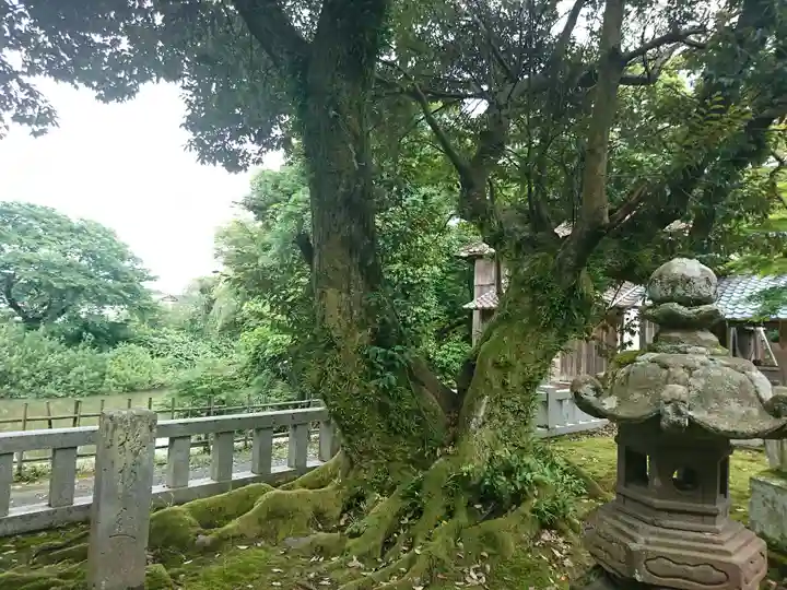 江沼神社の自然