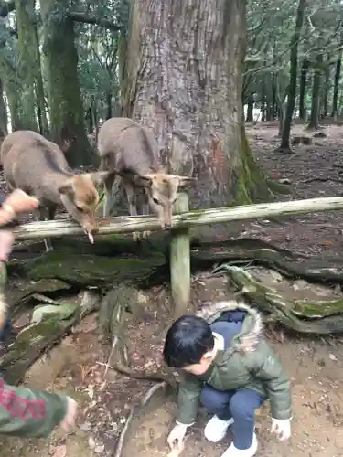 春日大社の動物