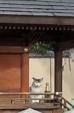 神明社・八幡社合殿（中杉町）の動物