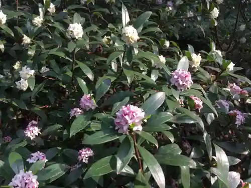 靖國神社の自然
