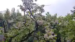 平野神社の自然