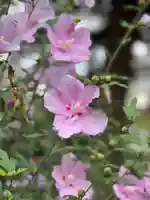 手力雄神社(岐阜県)