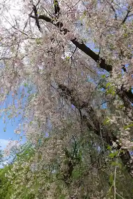 半木神社(賀茂別雷神社境外末社)の自然