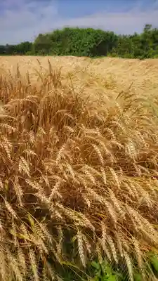 津島神社の周辺