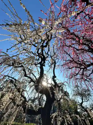 結城神社の{uncategorized: "未分類", other: "その他", undefined: "問題あり", building: "その他建物", grave: "お墓", sacred_gate: "鳥居", guardian: "狛犬", statue: "像", buddha: "仏像", history: "歴史", nature: "自然", garden: "庭園", animal: "動物", pagoda: "塔", temizu: "手水舎", mountain_gate: "山門・神門", sanctuary: "本殿・本堂", subordinate: "末社・摂社", art: "芸術", scenery: "景色", jizo: "地蔵", ema: "絵馬", goshuin: "御朱印", omikuji: "おみくじ", items: "授与品その他", amulet: "お守り", goshuincho: "御朱印帳", eats: "食事", festival: "お祭り", votive_dance: "神楽", shichigosan: "七五三参", wedding: "結婚式", experience: "体験その他", initially: "初詣", around: "周辺", anti_infection: "感染症対策"}