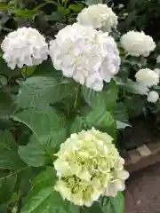 徳島眉山天神社の自然