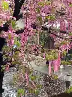 桜神宮(東京都)