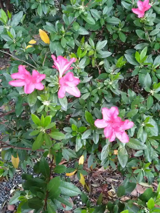 藤崎八旛宮(熊本県)