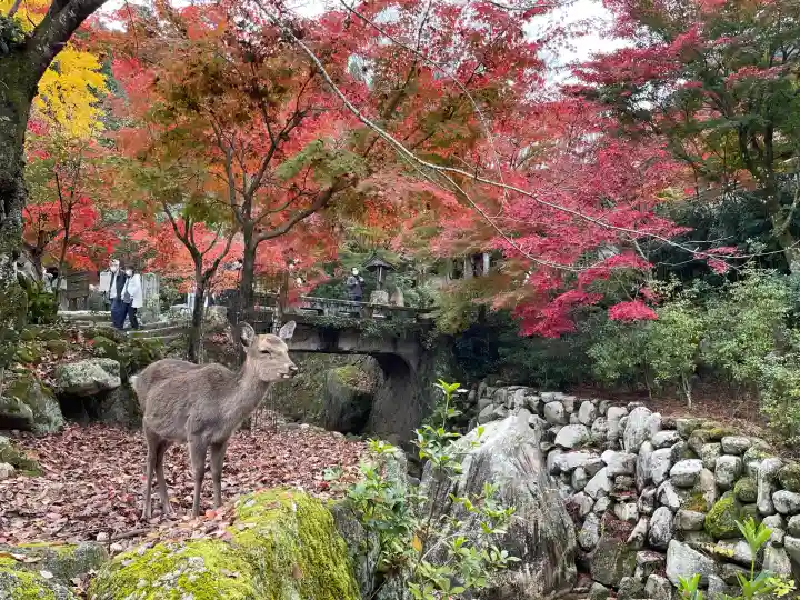 大聖院(広島県)