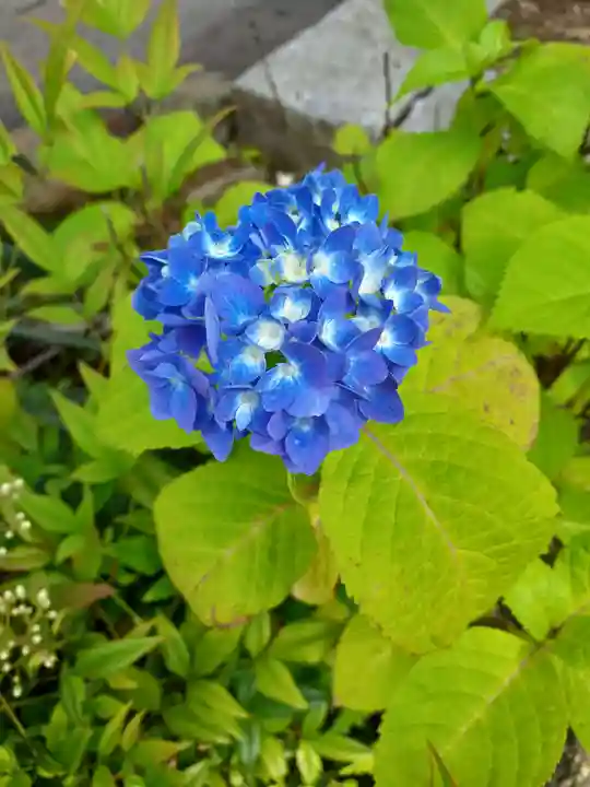 光林寺(岩手県)