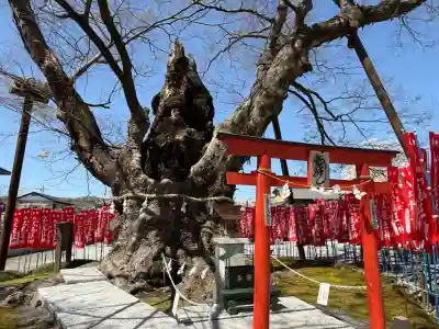秩父今宮神社(埼玉県)