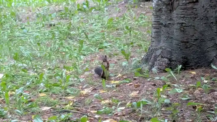 十勝護国神社の動物