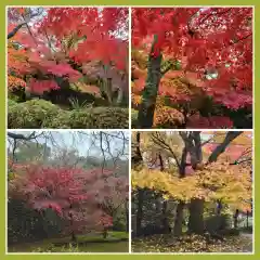 勝持寺（花の寺）(京都府)